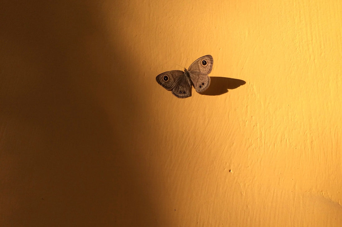 Brown butterfly with black spots on a yellow shadowed wall